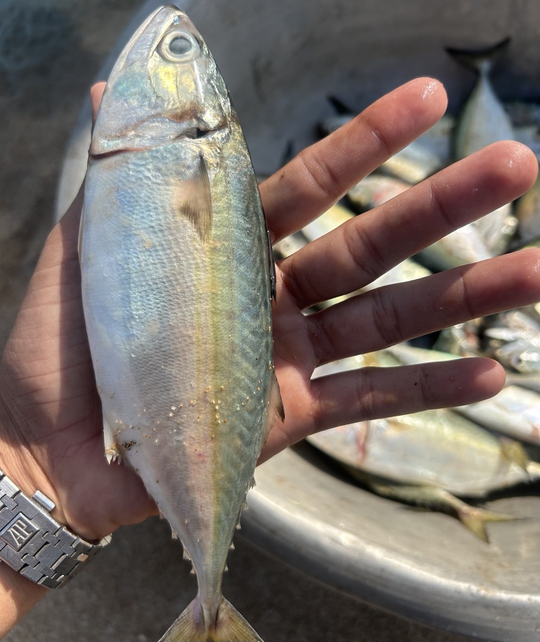 Fresh pomfret Gujarat